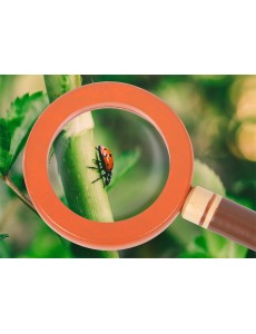 Set: Raziskovalni pas Set: Raziskovalni pas